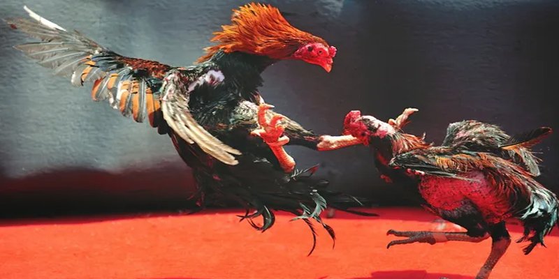 trang bet c1 gà chọi