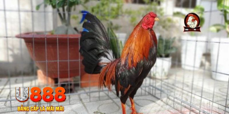 trang bet game máy bay nổ hũ