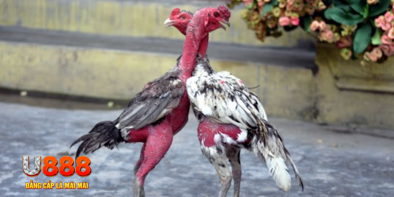 trang bet bắn cá đổi thưởng