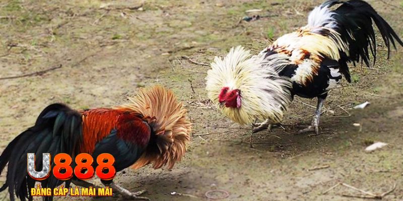 trang bet game nổ hũ là gì